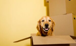 Dog in the box