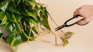 plant care after a move