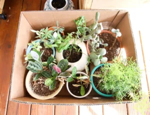moving plants for a move